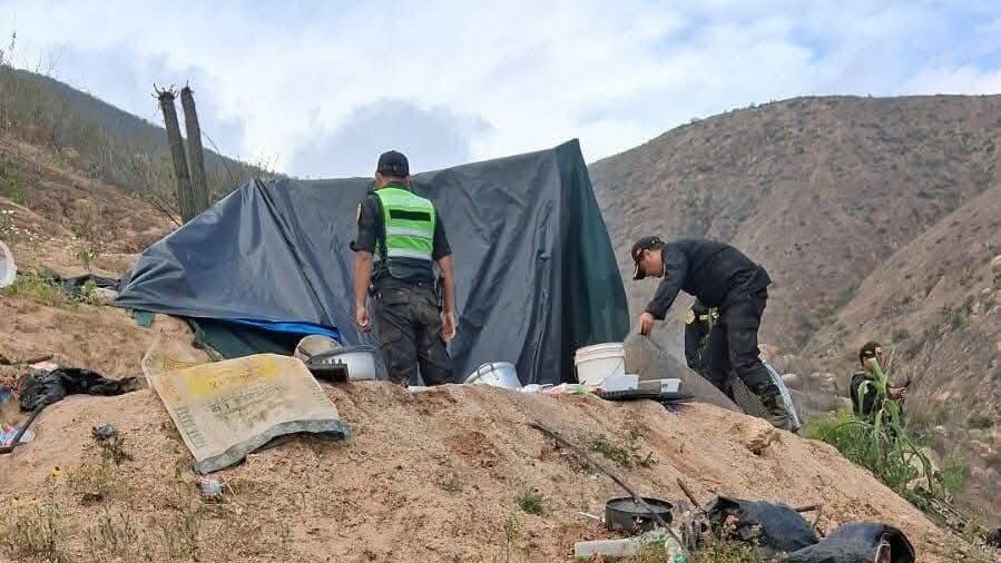 SAYÁN: POLICÍA DESTRUYE MÁS DE 120 MIL PLANTONES DE MARIHUANA EN OPERATIVO ANTIDROGAS